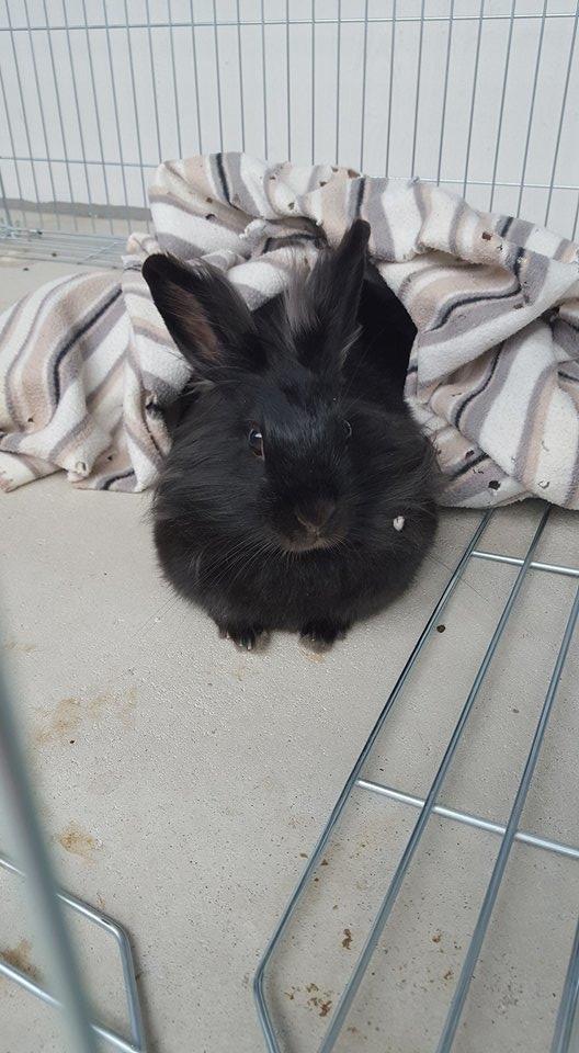 Kanin Snutti billede 13