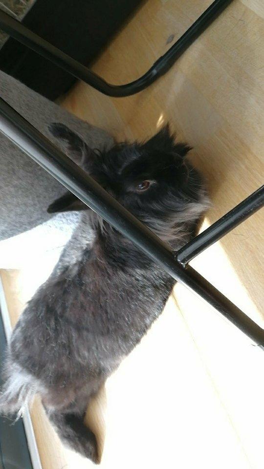 Kanin Snutti billede 15