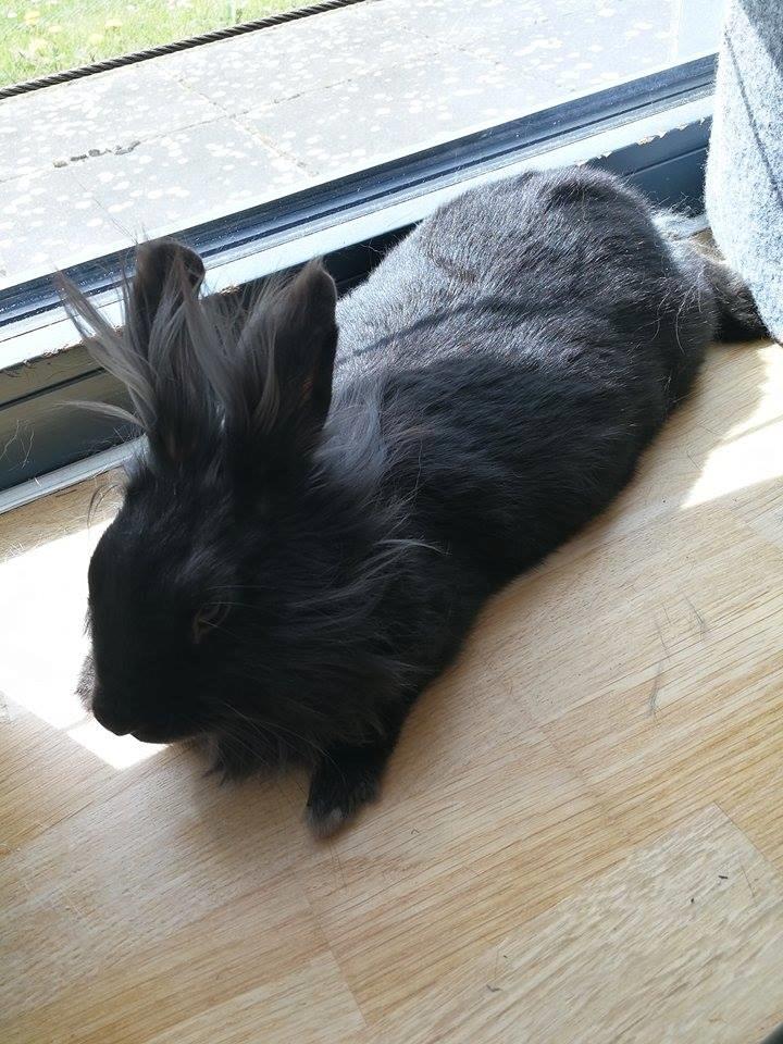 Kanin Snutti billede 17