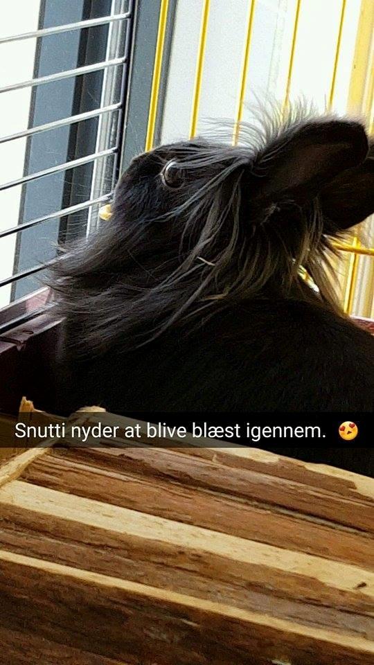 Kanin Snutti billede 21