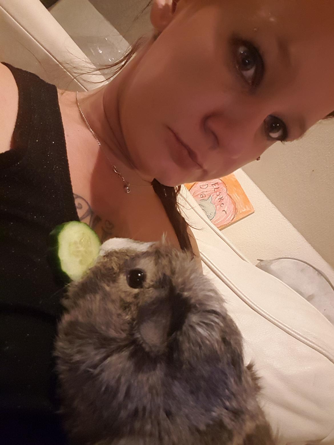 Marsvin Mini  billede 4