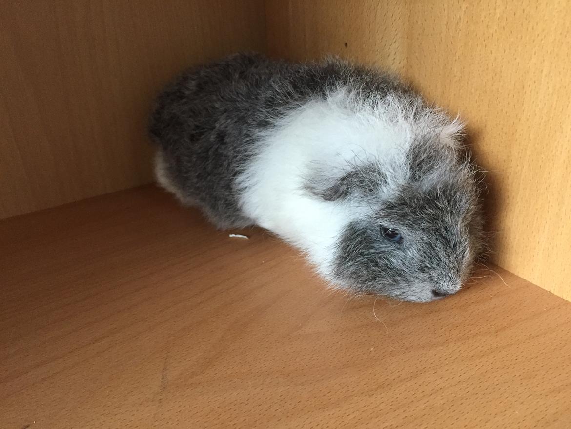 Marsvin lucas billede 1