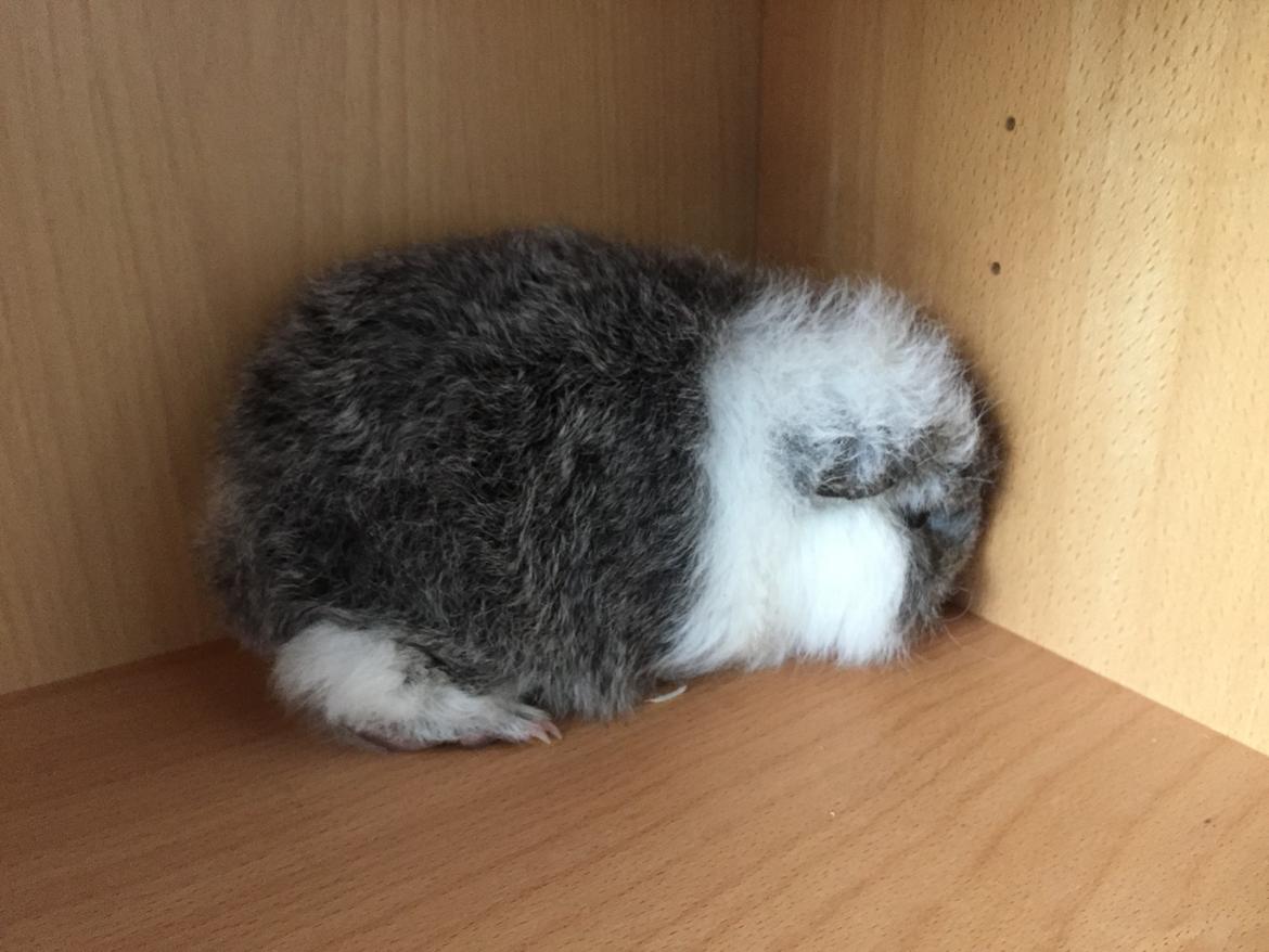 Marsvin lucas billede 2