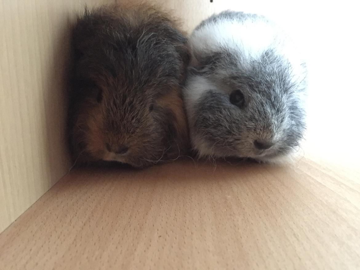 Marsvin lucas billede 3