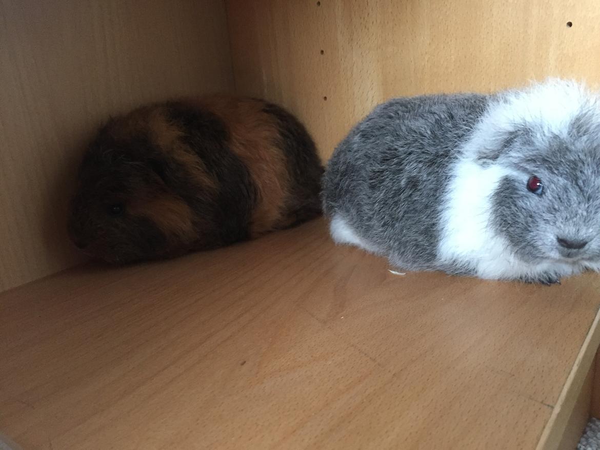 Marsvin lucas billede 4