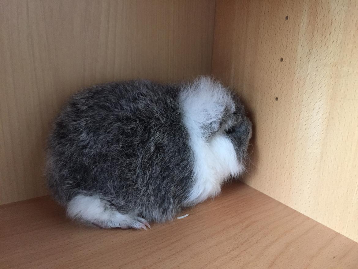 Marsvin lucas billede 5