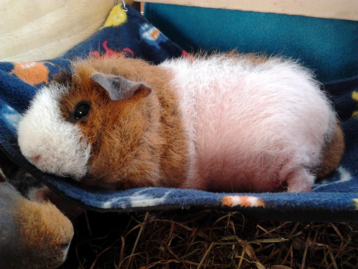 Marsvin Speedy (skinny) billede 1