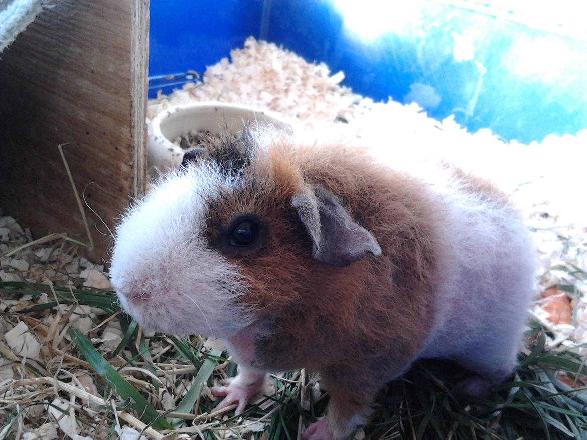 Marsvin Speedy (skinny) billede 3