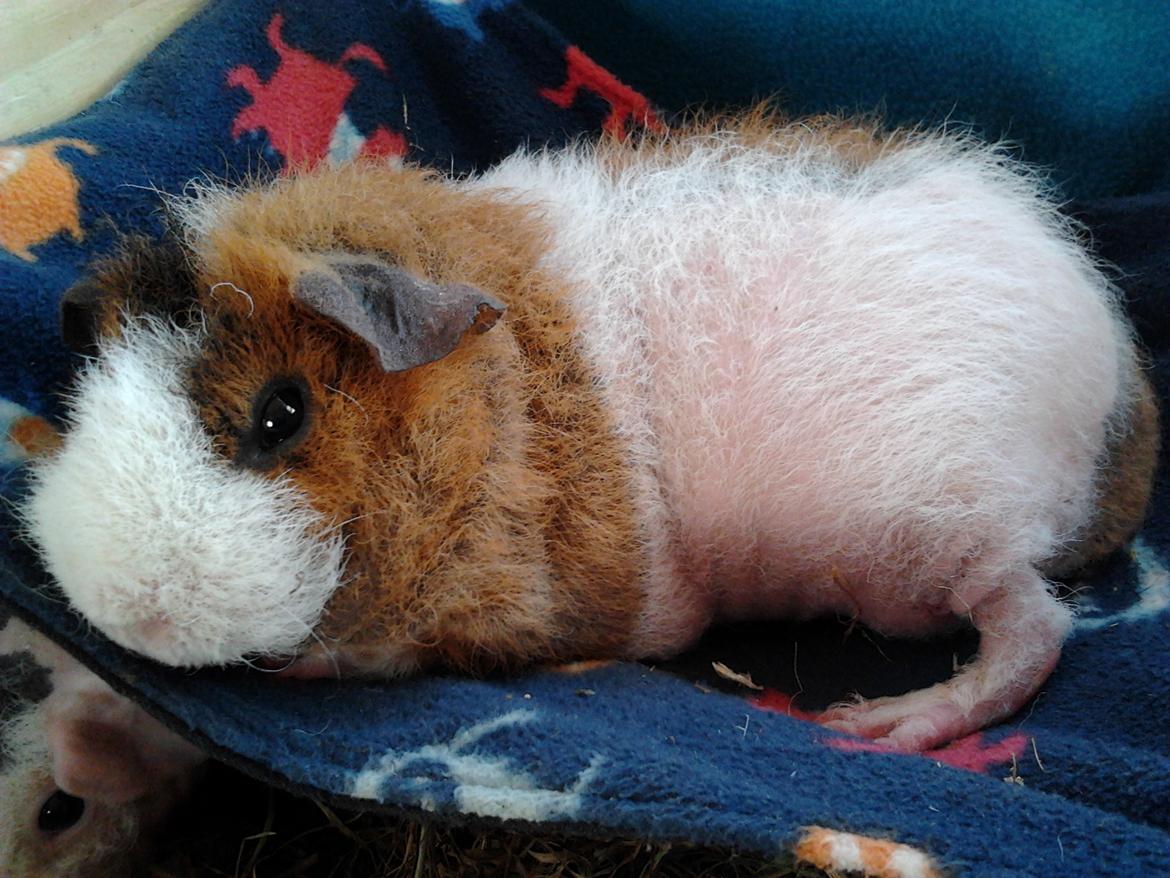 Marsvin Speedy (skinny) billede 2