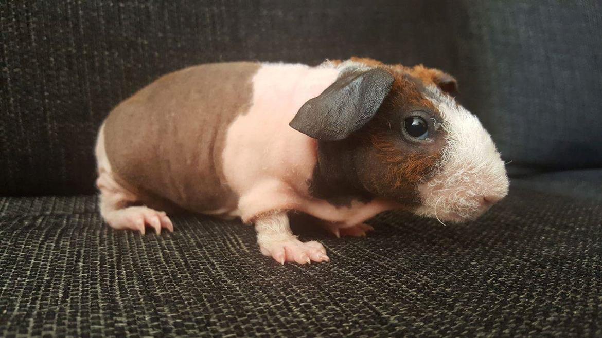 Marsvin Speedy (skinny) billede 7