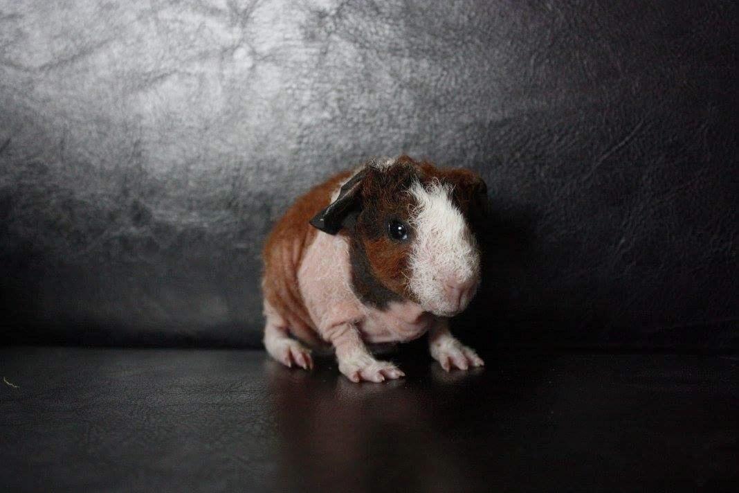 Marsvin Speedy (skinny) billede 6