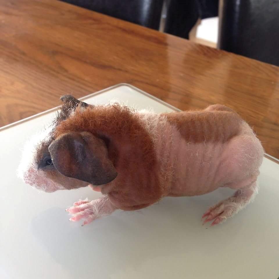 Marsvin Speedy (skinny) billede 9