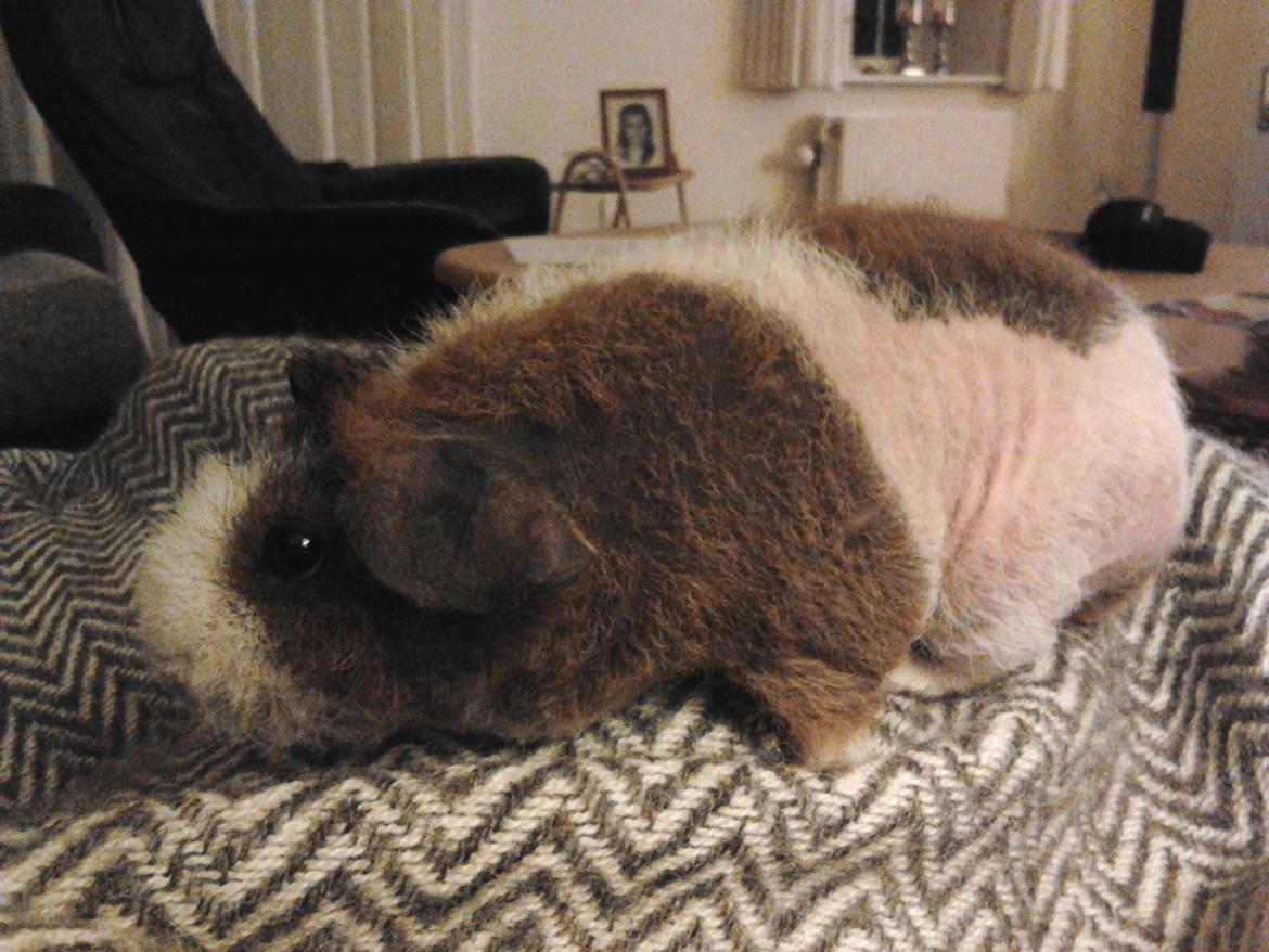 Marsvin Speedy (skinny) billede 10