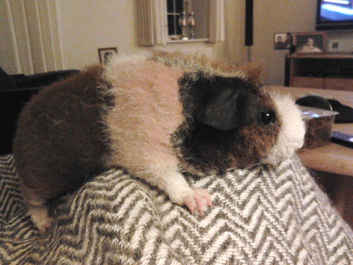 Marsvin Speedy (skinny) billede 8