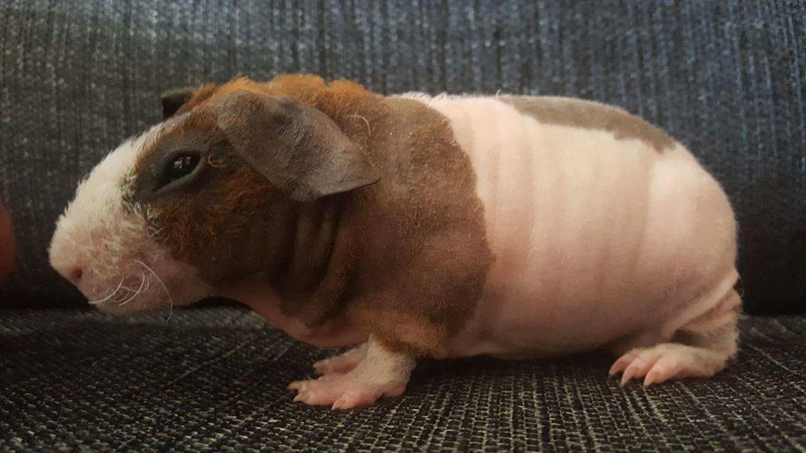 Marsvin Speedy (skinny) billede 14