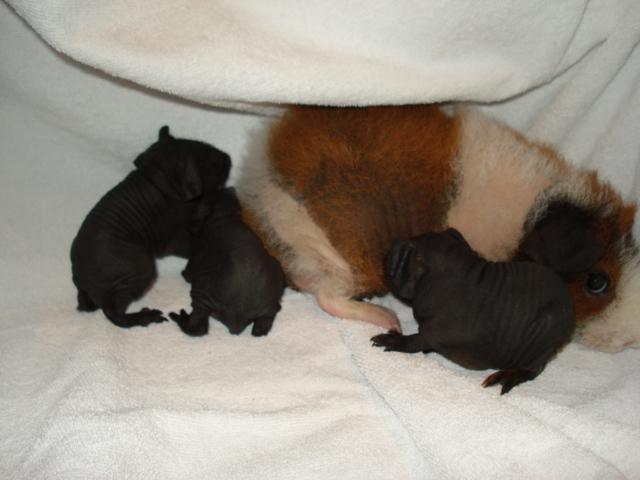 Marsvin Speedy (skinny) billede 16