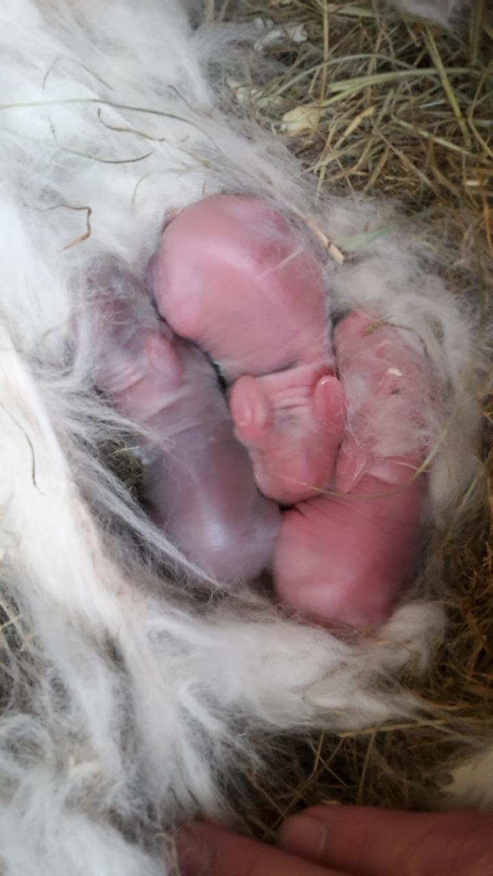 Kanin Bølle.  - få timer gamle <3 billede 30