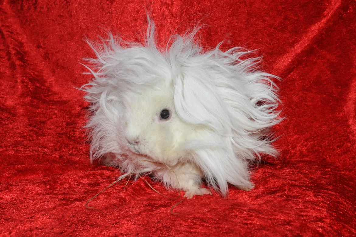 Marsvin Zniffie  - Zniffie 1/2 år billede 4