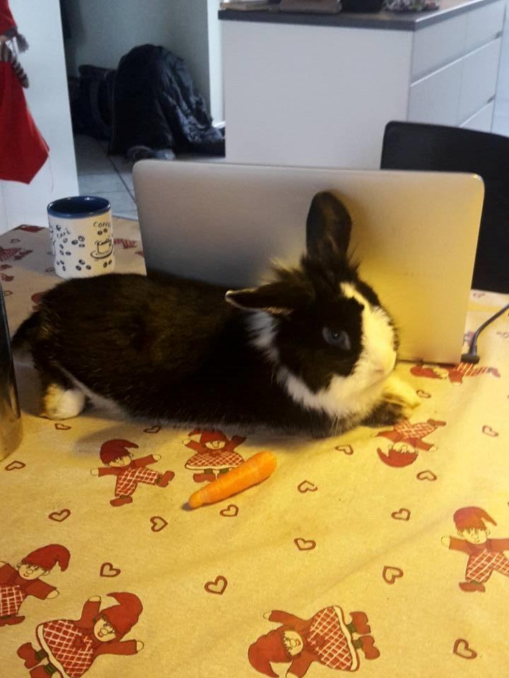 Kanin Buller billede 1