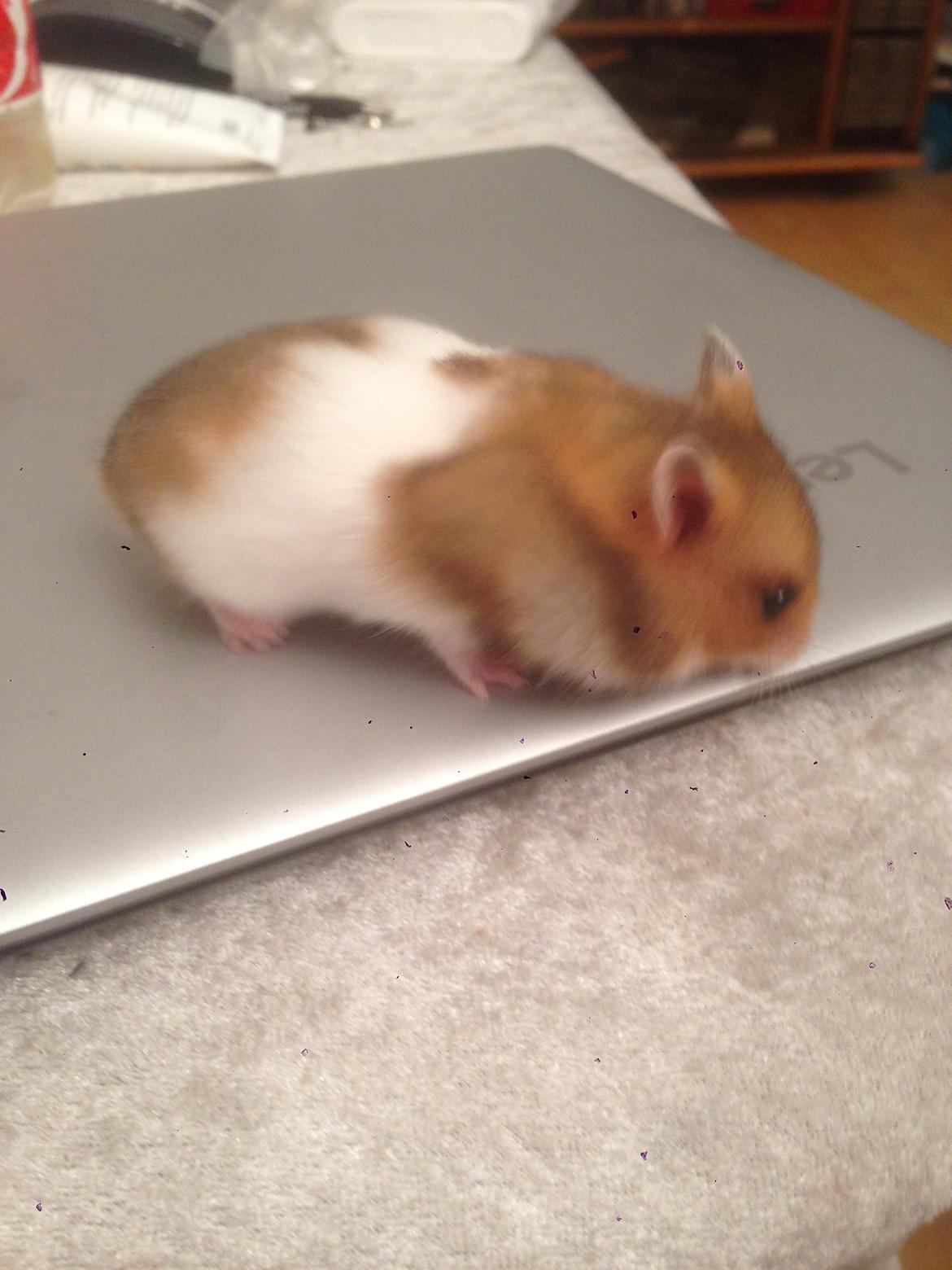 Hamster Pascal *Himmel hamster* billede 8