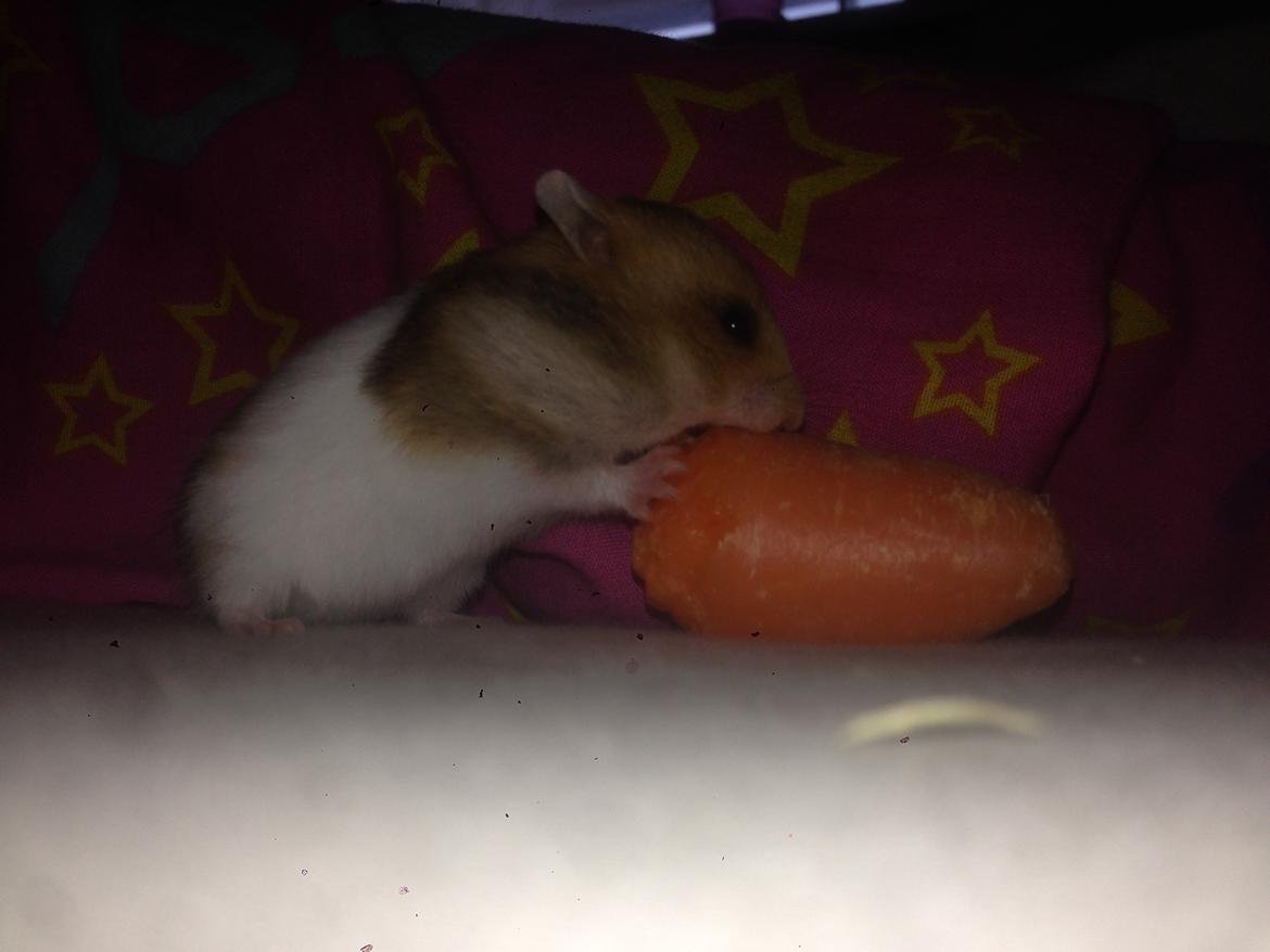 Hamster Pascal *Himmel hamster* billede 9
