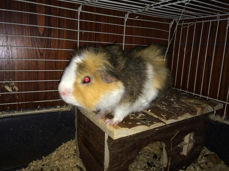 Marsvin Teddy R.I.P  billede 1