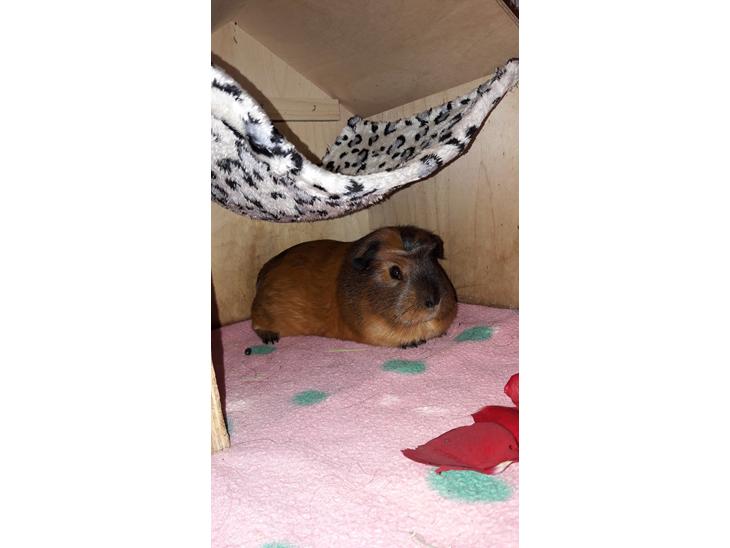 {{currentPhoto.altText}} billede {{currentPhoto.number}}