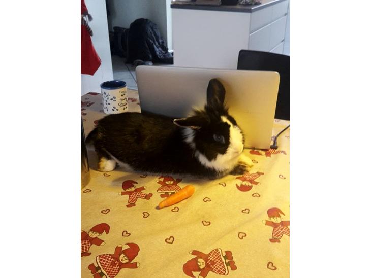 {{currentPhoto.altText}} billede {{currentPhoto.number}}