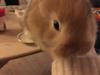Kanin Heihei RIP