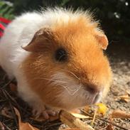 Marsvin Müsli