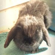 Kanin Prinsesse Luna (Luna) R.I.P