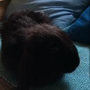 Kanin Prinsesse Luna (Luna) R.I.P