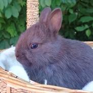 Kanin Solgt Bakkegårds Amigo