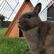 Kanin Solgt Bakkegårds Amigo