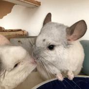 Chinchilla Albert