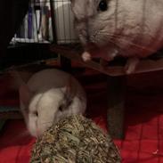 Chinchilla Albert