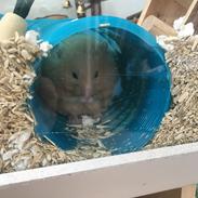 Hamster Sinding's Mambo