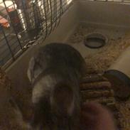 Chinchilla Mango