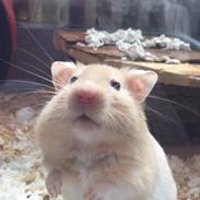 Hamster Charlie