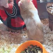 Hamster Charlie
