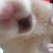 Hamster Charlie