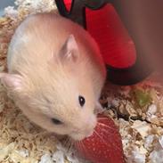 Hamster Charlie
