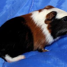 Marsvin Koreskas LARMENDE LØMMEL