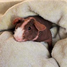 Marsvin Berliner-Nackedei-Meerschwein Remi