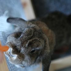 Kanin Snul (Elisabeth Swan)