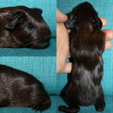 Marsvin Koreskas OCEAN EMMA