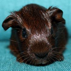 Marsvin Koreskas OCEAN EMMA