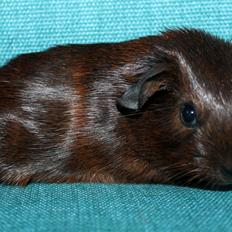 Marsvin Koreskas OCEAN EMMA