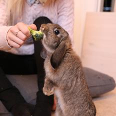 Kanin Snul (Elisabeth Swan)