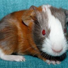 Marsvin Koreskas POLKA PIG